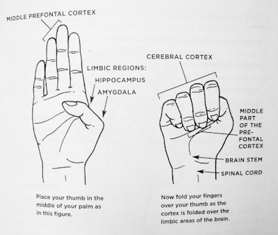 dan siegel 'flip your lid' brain model