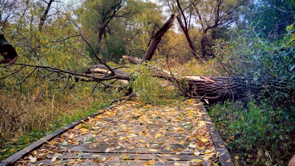 Trauma, Triggers and Moving&nbsp;Forward