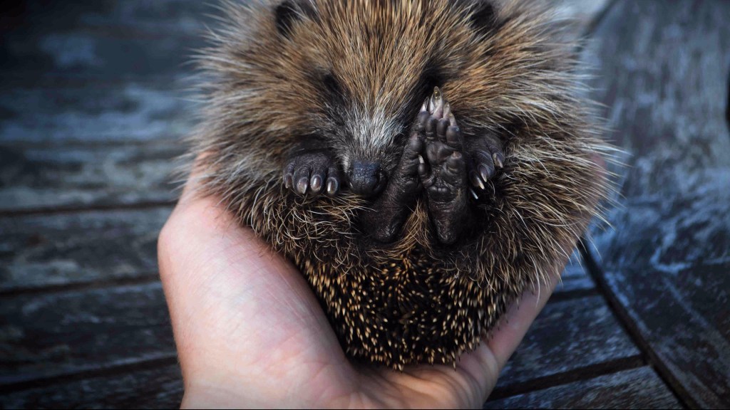 Sitting With Your Hedgehog