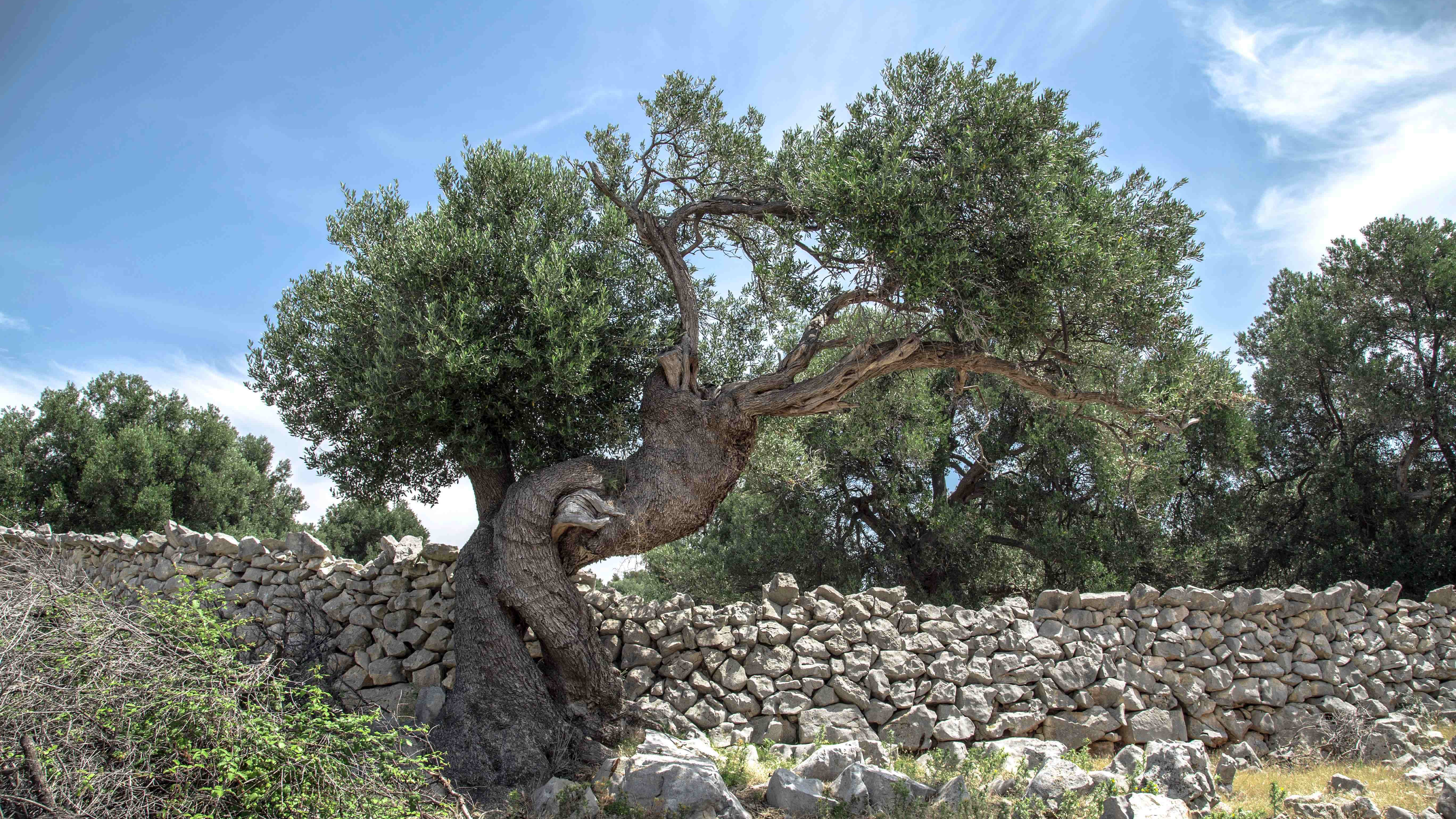 Shifra’s Story – Chapter 5